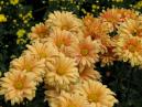 A bed with flowering chrysanthemums Dramatic. 
Size: 700x525. 
File size: 418,33 KB