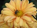 Chrysanthemum Dramatic with rain drops. 
Size: 700x525. 
File size: 388,67 KB