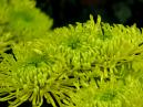 Amazing green chrysanthemums Revert. 
Size: 700x525. 
File size: 426,99 KB