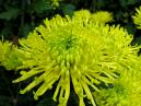 Green chrysanthemum Revert. Close-up. 
Size: 700x525. 
File size: 435,37 KB