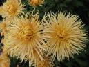 Chrysanthemums Rayonad with thin long petals. 
Size: 700x933. 
File size: 742,24 KB