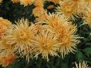 A bunch of Rayonad chrysanthemums. 
Size: 700x525. 
File size: 505,42 KB