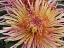 Цветок хризантемы Enzett Dilana Rosa крупным планом. 
Размер: 700x933. 
Размер файла: 708.08 КБ