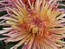 Chrysanthemum flower. Close-up. 
Size: 700x933. 
File size: 708,08 KB