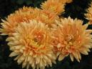 Orange chrysanthemums Briton. 
Size: 700x525. 
File size: 404,74 KB