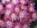 Chrysanthemum Eseniana. Lilac haze of flowers. 
Size: 700x525. 
File size: 530,31 KB