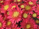 A picture of garden chrysanthemum Orpheus. 
Size: 700x525. 
File size: 539,64 KB