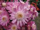 Eseniana chrysanthemum cloud. 
Size: 700x525. 
File size: 436,10 KB