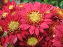 Red chrysanthemums Orpheus. Close-up. 
Size: 700x525. 
File size: 488,36 KB