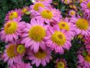 A cluster of garden chrysanthemum Sadko. 
Size: 700x525. 
File size: 481,62 KB