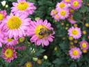 Chrysanthemums Sadko in Nikitsky Botanical Garden 
Size: 700x525. 
File size: 424,68 KB