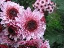 Chrysanthemum Target. Flowers with rain-drops. 
Size: 700x525. 
File size: 434,98 KB