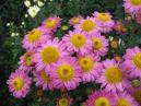 Garden chrysanthemum Sadko. 
Size: 700x525. 
File size: 463,79 KB