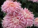 Four chrysanthemums Royal Southdown Pink. 
Size: 700x933. 
File size: 679,46 KB