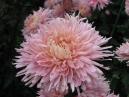 Furry chrysanthemum of light-rose colour. 
Size: 700x525. 
File size: 358,91 KB