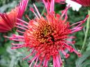 Chrysanthemum Annecy Red on a flower-bed. 
Size: 700x525. 
File size: 483,65 KB