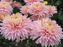 A flower bed of chrysanthemums chrysanthemums Sirenevie Dali (Lilac Expanses). 
Size: 700x525. 
File size: 421,53 KB