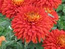 Chrysanthemum Escort Pot reddish flowers. 
Size: 700x933. 
File size: 740,30 KB