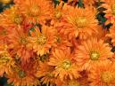 Garden chrysanthemums Orange sunset. 
Size: 700x525. 
File size: 530,39 KB