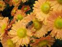 A bee on chrysanthemum flowers. 
Size: 700x525. 
File size: 453,27 KB