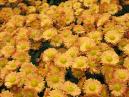 Orange chrysanthemums. 
Size: 700x525. 
File size: 566,34 KB