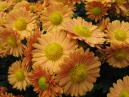 Orange chrysanthemums with dew-drops. 
Size: 700x525. 
File size: 466,42 KB