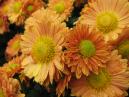 Tiny orange chrysanthemums after autumn rain. 
Size: 700x525. 
File size: 420,26 KB