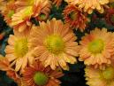 Orange chrysanthemums with rain drops. 
Size: 700x525. 
File size: 471,33 KB