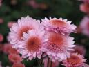 Four flowers of chrysanthemum Alpha. 
Size: 700x525. 
File size: 380,97 KB