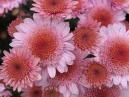 Розовые цветы хризантемы Альфа. 
Размер: 700x525. 
Размер файла: 458.17 КБ