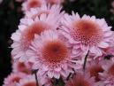 Flowering chrysanthemum Alpha. 
Size: 700x525. 
File size: 389,71 KB