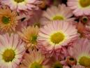 Pastoral chrysanthemum of pale-pink colour. 
Size: 700x525. 
File size: 413,49 KB