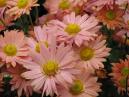 Garden chrysanthemum Pastel. 
Size: 700x525. 
File size: 416,72 KB