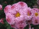 A cluster of double pink chrysanthemums Nice Eyes. 
Size: 700x525. 
File size: 403,96 KB