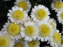 White chrysanthemums Rock Crystal with pale-yellow centers. 
Size: 700x525. 
File size: 408,98 KB