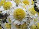 White garden chrysanthemums Rock Crystal. 
Size: 700x525. 
File size: 373,73 KB