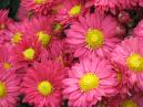 Crimson chrysanthemums Corsica with dew-drops. 
Size: 700x525. 
File size: 445,03 KB