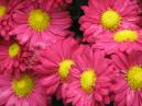 Flower composition of deep-pink chrysanthemums Corsica. 
Size: 700x525. 
File size: 412,32 KB