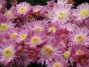 Lilac dwarf chrysanthemum Eseniana. 
Size: 700x525. 
File size: 475,11 KB