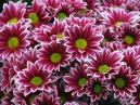 Picture of red chrysanthemums bunch "Two Tone Pink". 
Size: 700x525. 
File size: 505,38 KB