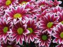 Bicolor chrysanthemums Two Tone Pink. 
Size: 700x525. 
File size: 481,11 KB