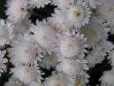 Chrysanthemum White Stars. 
Size: 700x525. 
File size: 390,03 KB