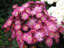 A bunch of purple chrysanthemum Eseniana. 
Size: 700x525. 
File size: 506,22 KB