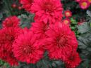 Crimson chrysanthemums Lipstick from Nikitsky Garden. 
Size: 700x525. 
File size: 406,06 KB