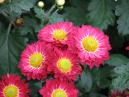 Crimson chrysanthemum Azure Stream. 
Size: 700x525. 
File size: 464,92 KB