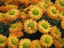 Orange dwarf-chrysanthemums with greenish centers. Sort: Goldfish. 
Size: 700x525. 
File size: 504,76 KB