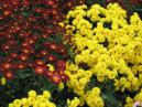 Garden chrysanthemum Mishal of yellow colour. 
Size: 700x525. 
File size: 574,15 KB