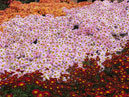 Chrysanthemum groundcover. 
Size: 700x525. 
File size: 625,30 KB