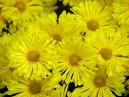 Yellow chrysanthemums. 
Size: 700x525. 
File size: 451,98 KB