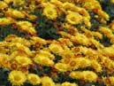 A lawn of garden chrysanthemums Golden Hive. 
Size: 700x933. 
File size: 765,34 KB